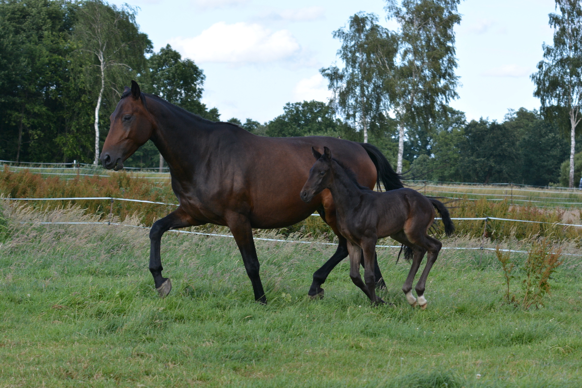 Diva di Gioa (Dimaggio x Hotline x Sandro Hit)