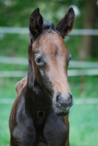 Donna Di Gioia *2014