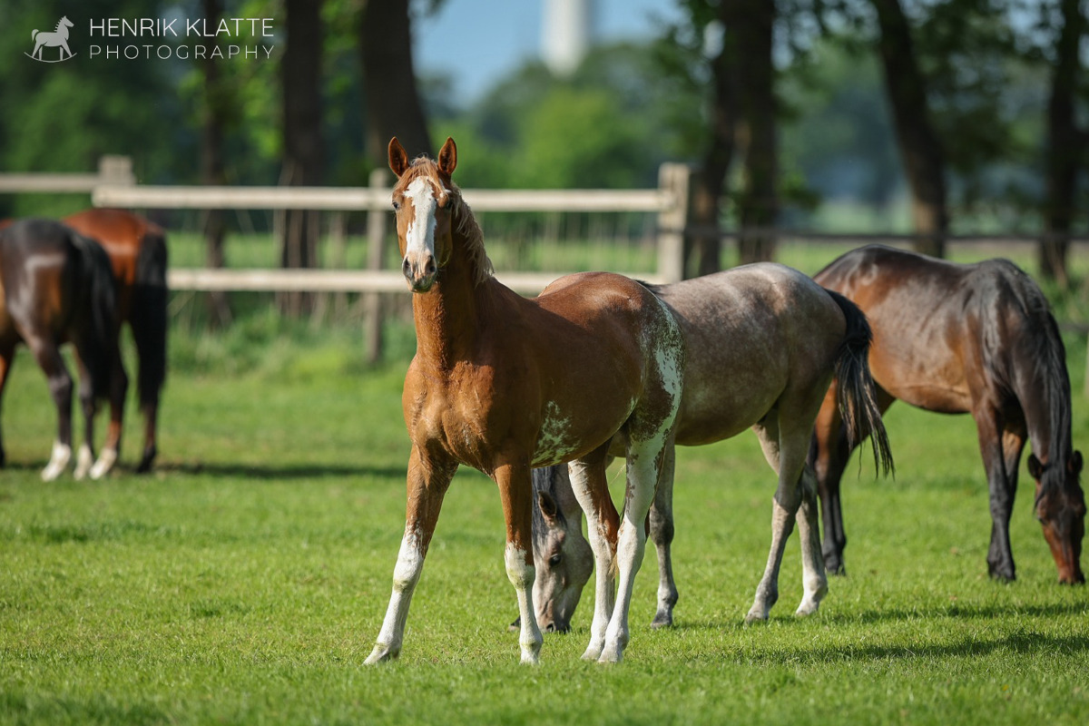 Mai 2022  (© Klatte )