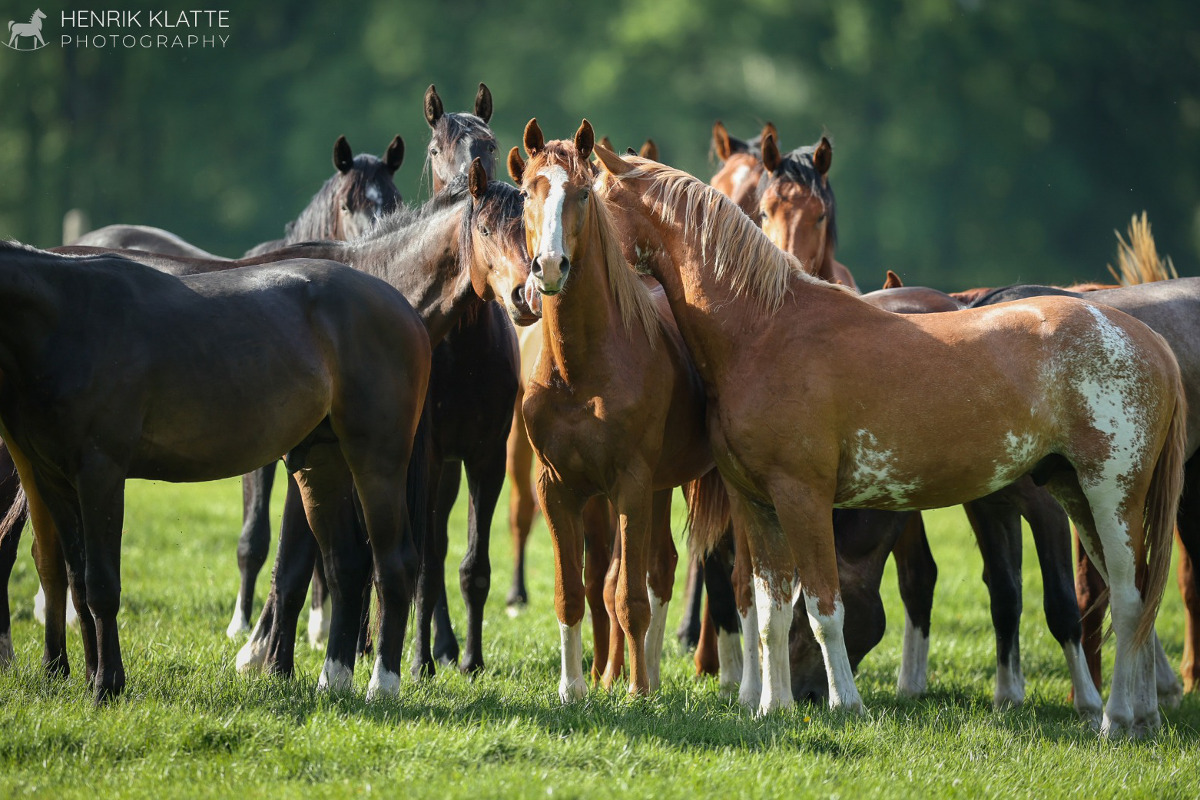 Mai 2022  (© Klatte )