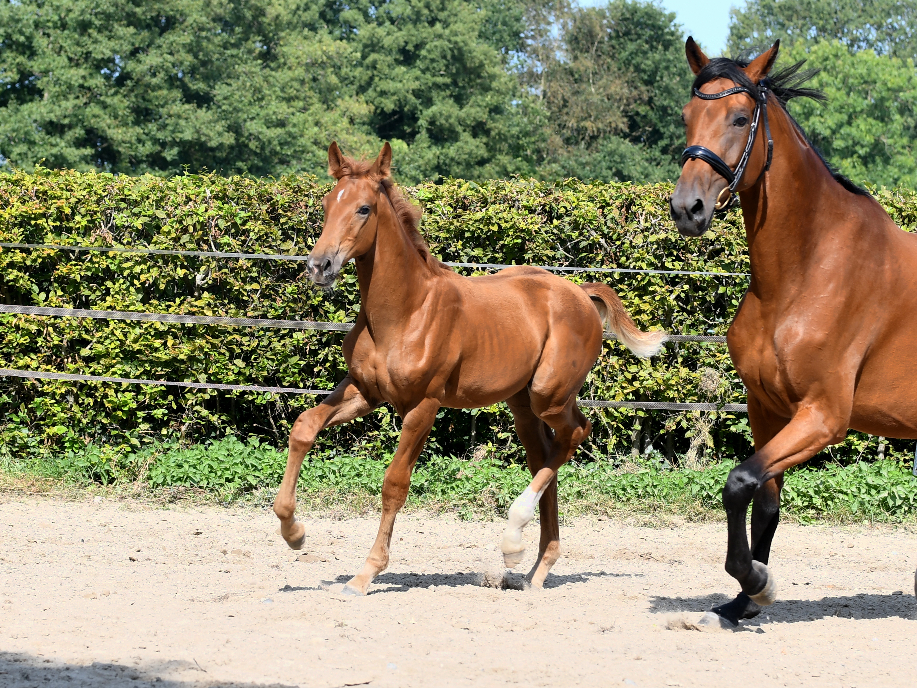 Emily PPS (SF v.Escolar x Franklin x Romanov)