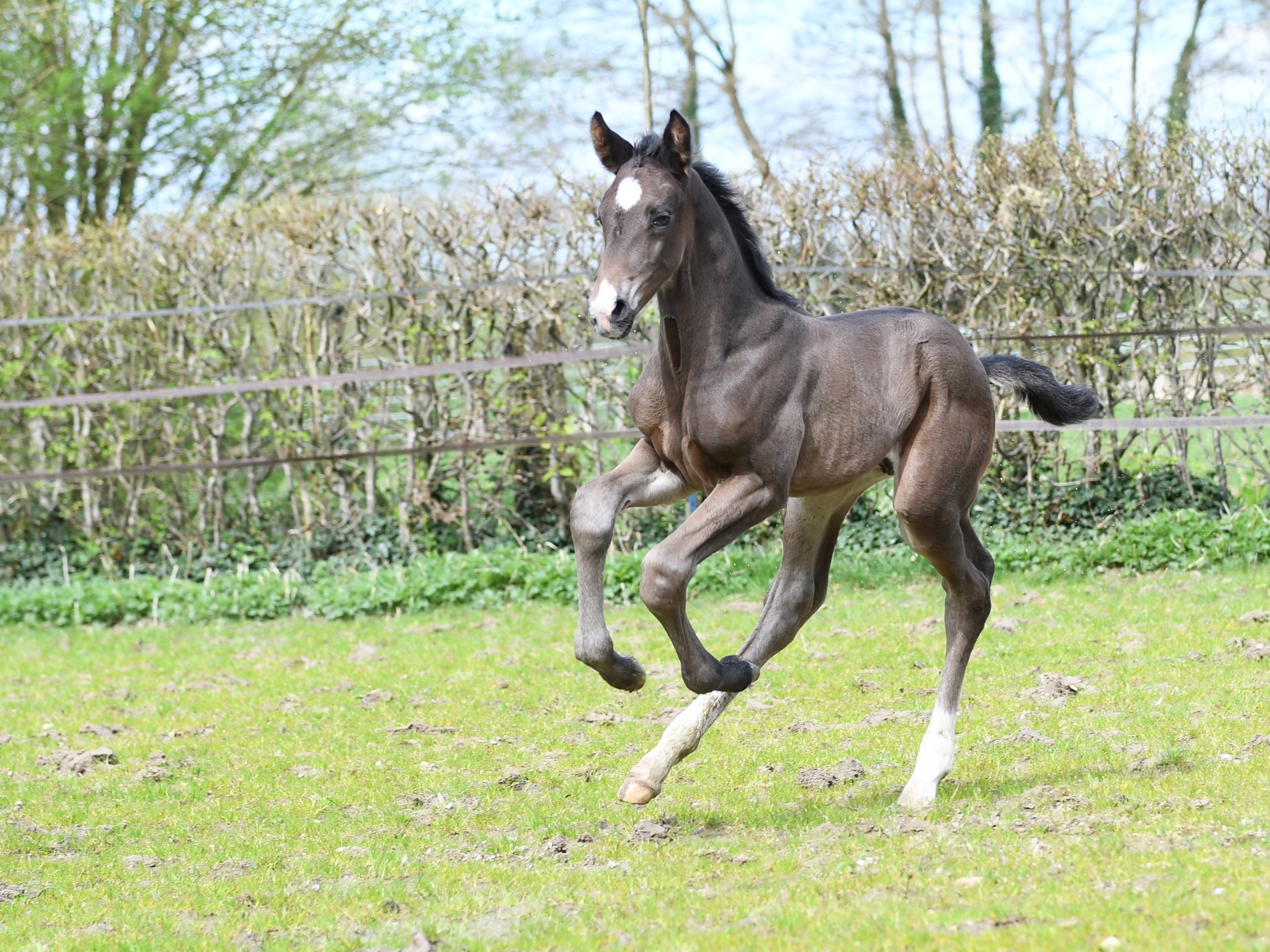 Espectacular PPS (HF v.Escamillo x Franklin x Romanov)