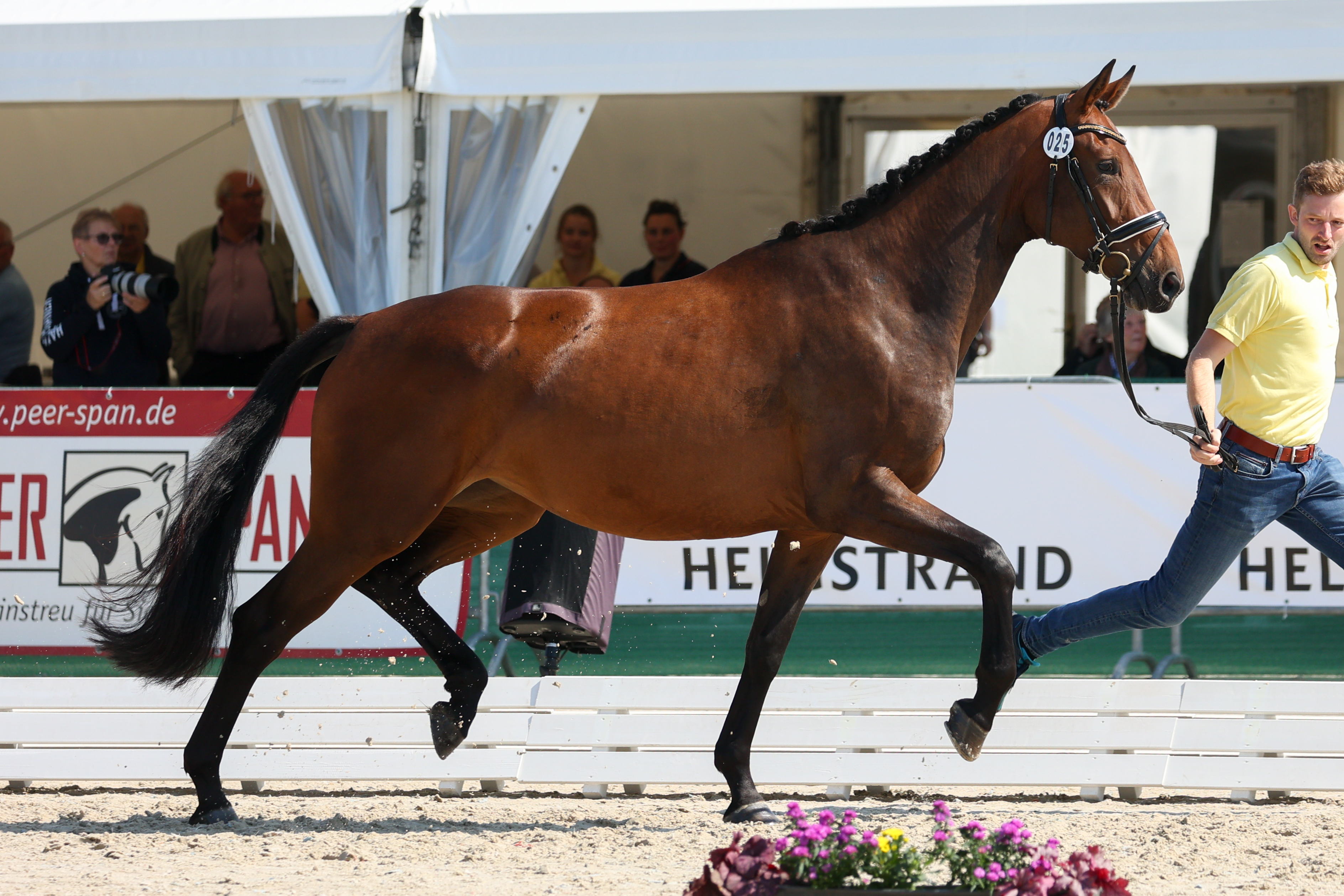 Evelina (Escolar x Dimaggio x Hotline)