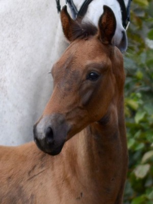 Fine Gentleman *2018