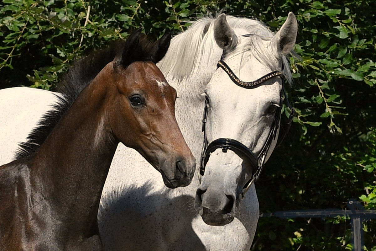 Hilary (Hotline x Sandro Hit x Ibikus)