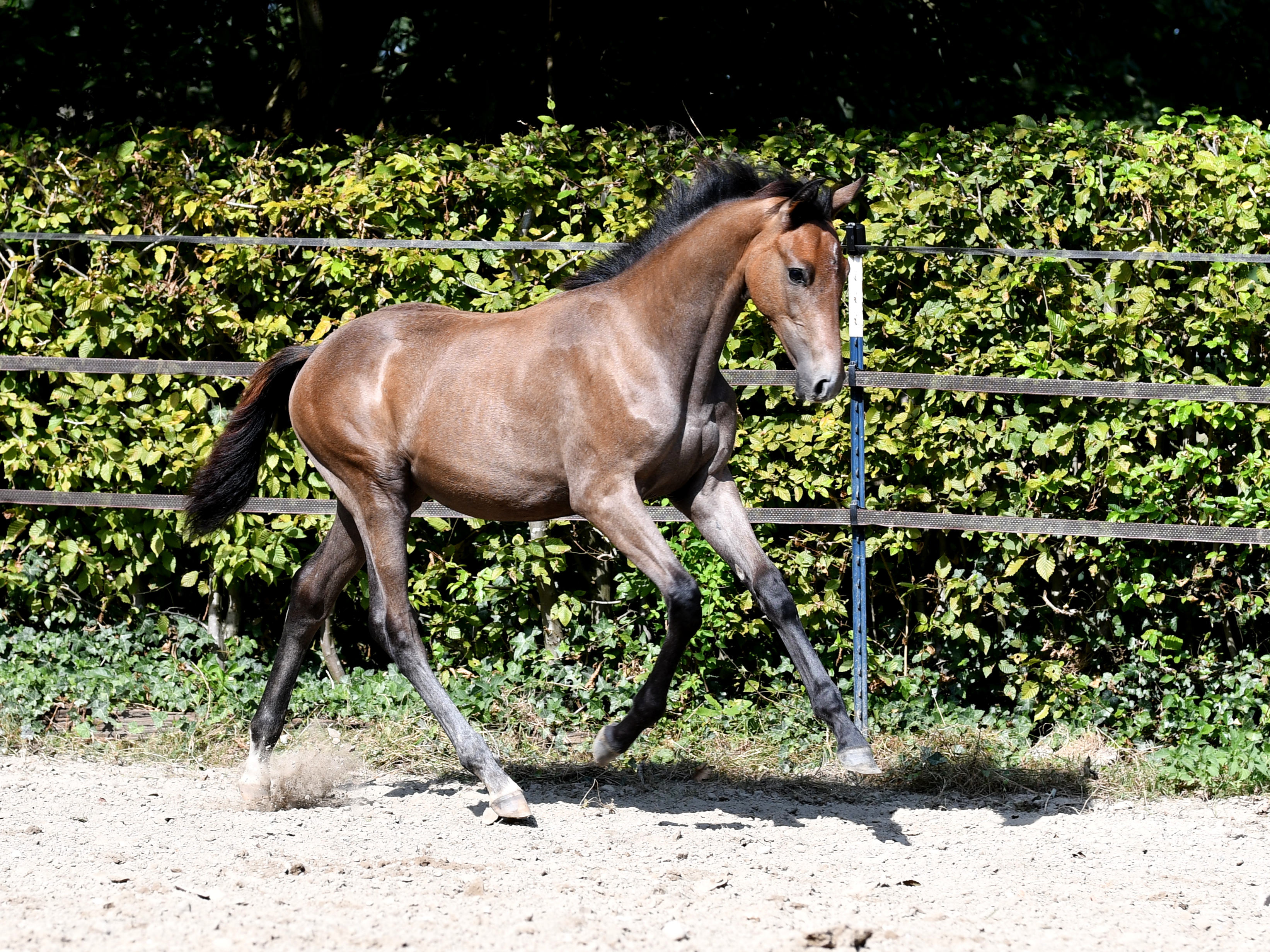 Fleur du Pré  (SF v. Franklin x Hotline x Sandro Hit)