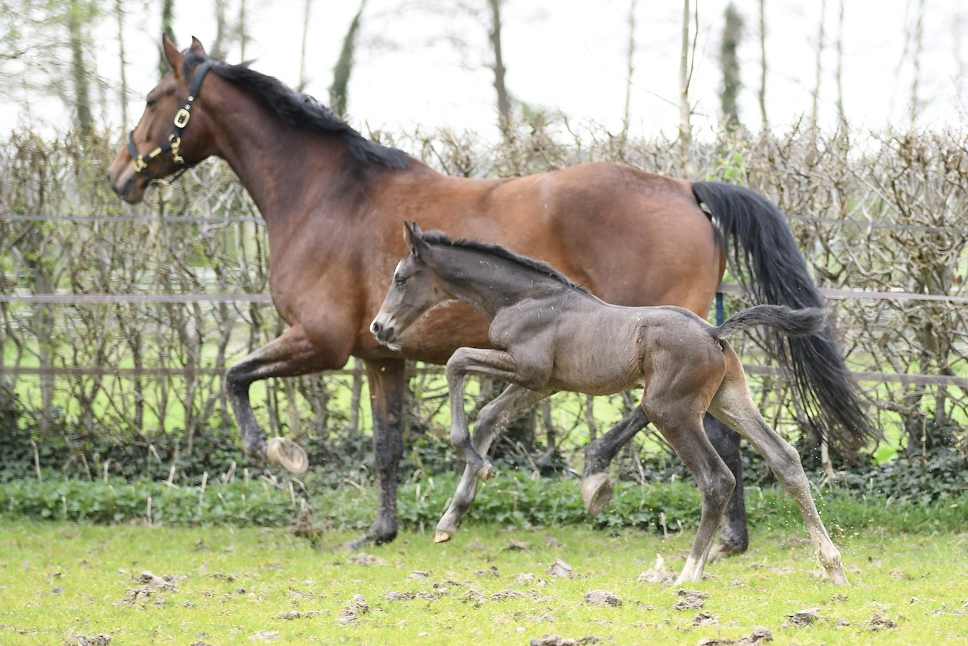 Franccina (Franklin x Romanov x Fidermark)