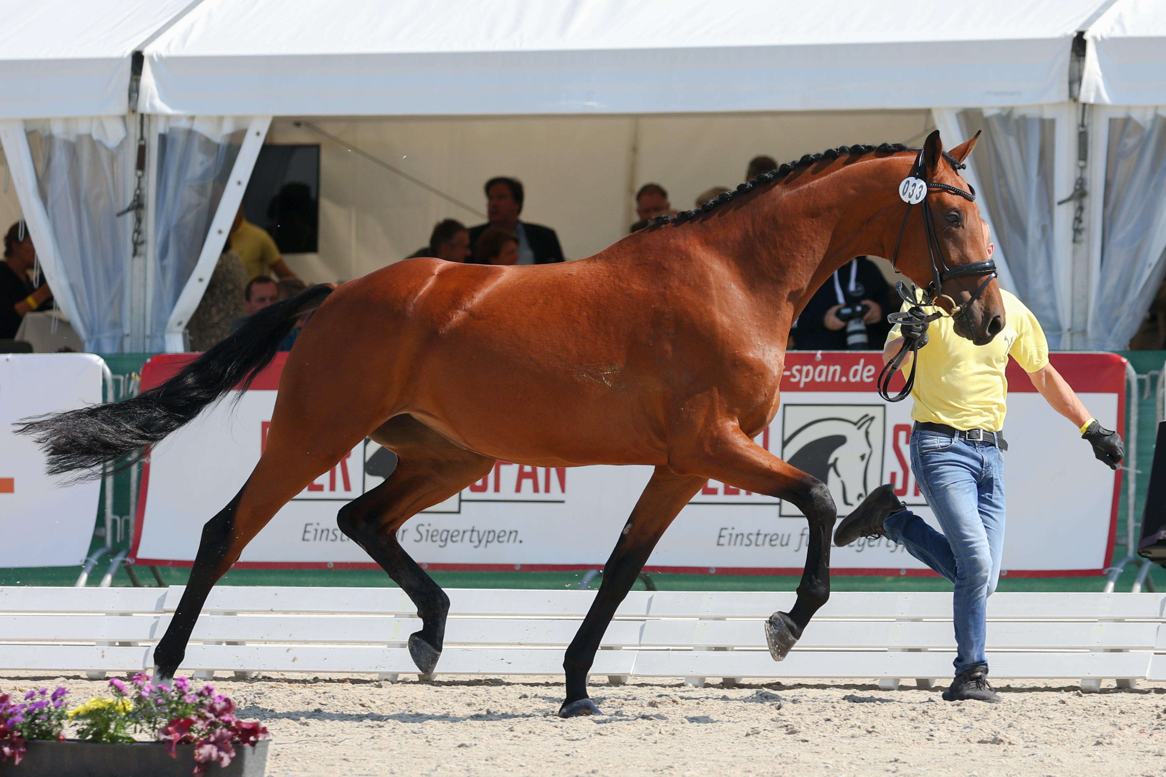 Francezza (Franklin x Romanov x Fidermark)