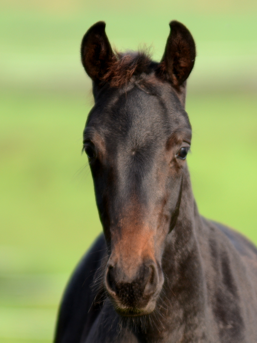 Francis Drake  *2020