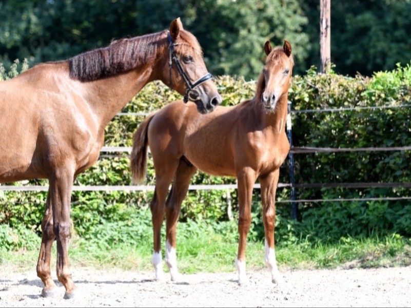 Valdemar  (HF v. Valdiviani x Romanov x Fidermark)