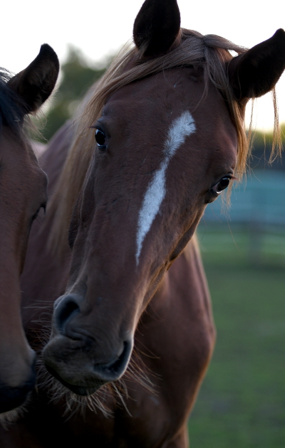 Zuckerschnut'  *2021